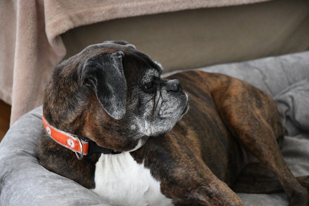 short-coated brown, black, and white puppy on gray pet bed