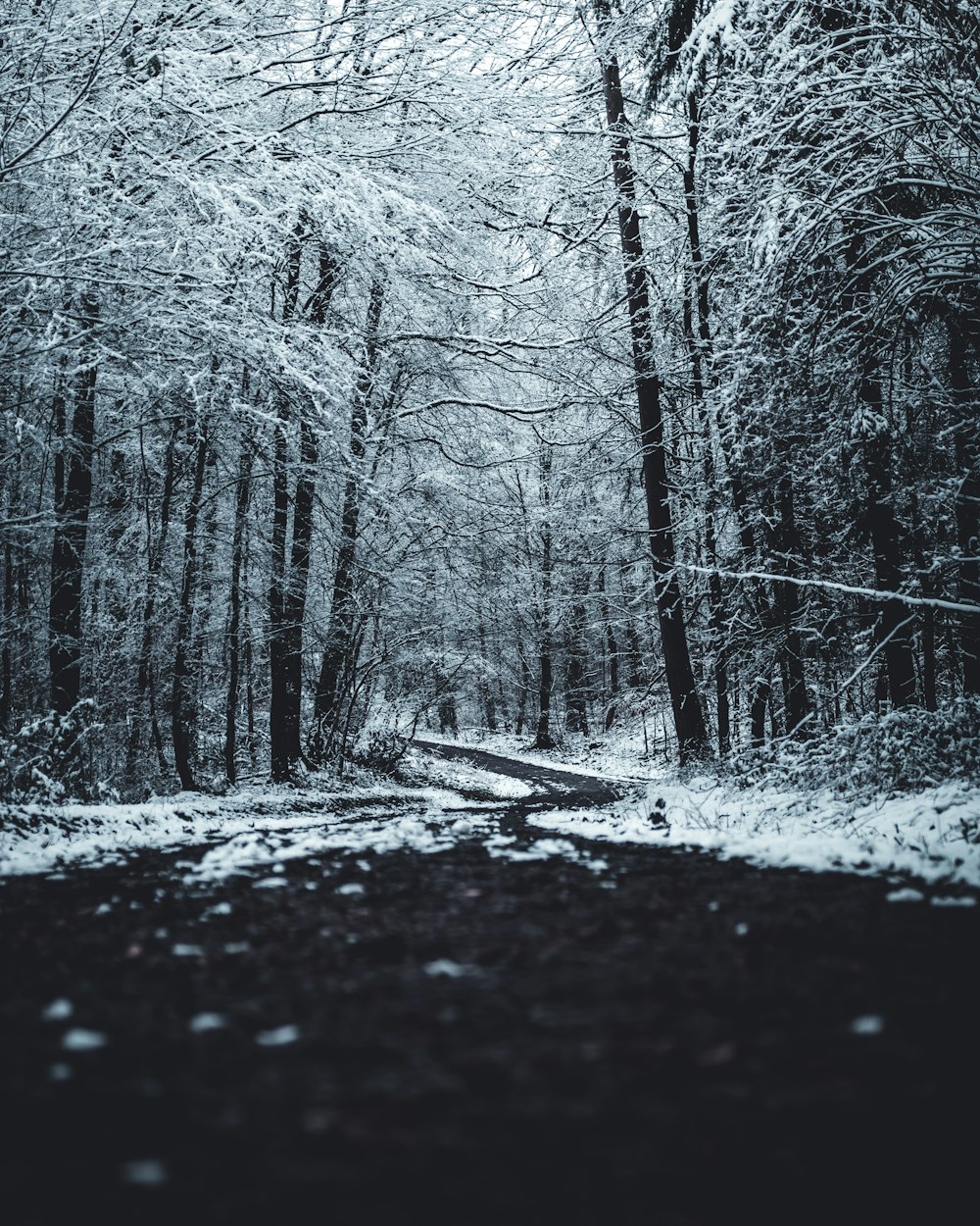 schwarzer Weg zwischen kahlen Bäumen, die tagsüber mit Schnee bedeckt sind