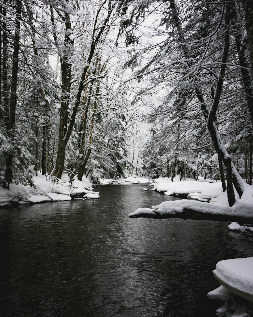 greyscale photography of river in between snow ground under shade of trees at daytime