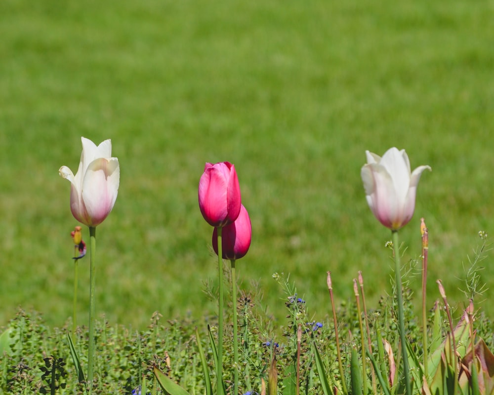 Flores de tulipán blancas y rosas