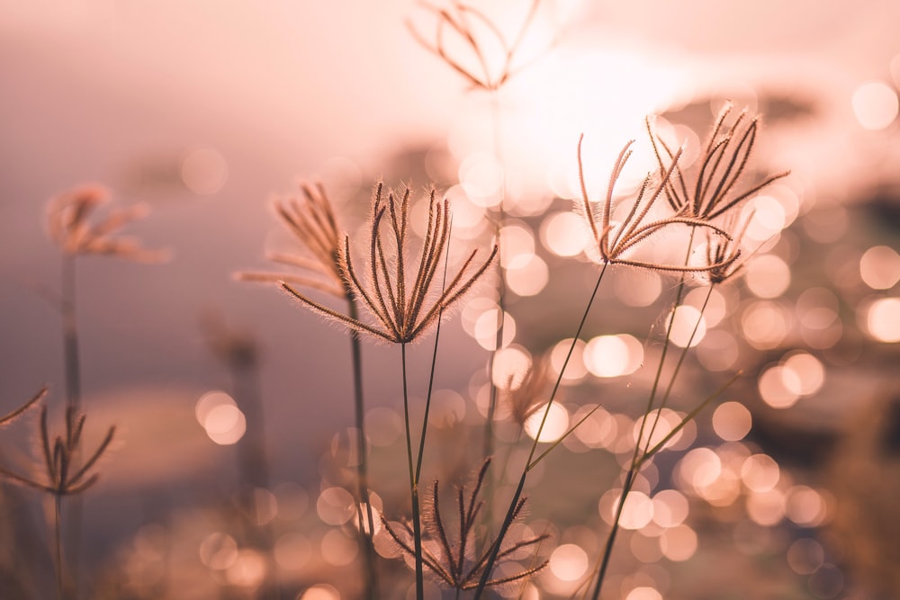 grass in shallow focus lens