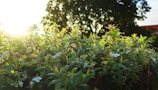 Fruit trees in a rural orchard with morning dew catching the sunlight.