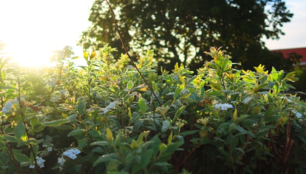 Close-up of vibrant green leaves with dewdrops on a sacred tree early in the morning.