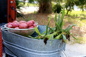 A metal container holds unpeeled corn plants with husks still attached, and a colander filled with fresh red potatoes. The scene is outdoors with blurred greenery in the background, suggesting a rural or garden setting.