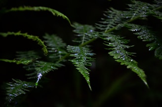 Close-up of vibrant green fern leaves glistening with morning dew.