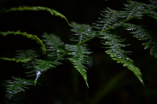 Close-up of vibrant green fern leaves glistening with morning dew.