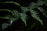 Close-up of a vibrant green fern leaf with morning dew drops.