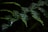 Close-up of a vibrant green fern leaf with morning dew drops.