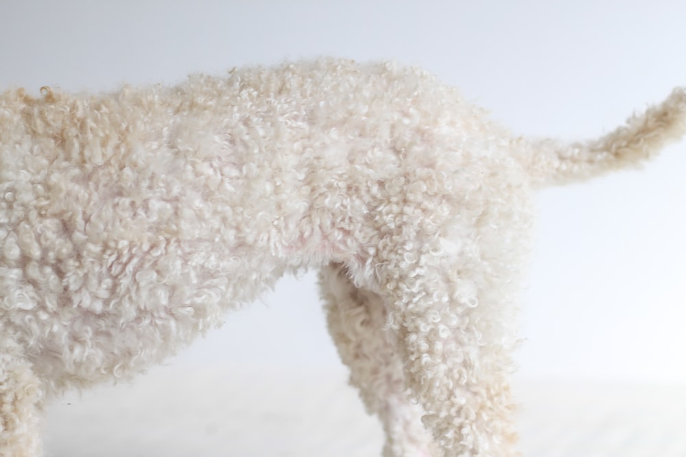 weißer Hund mit langem Fell