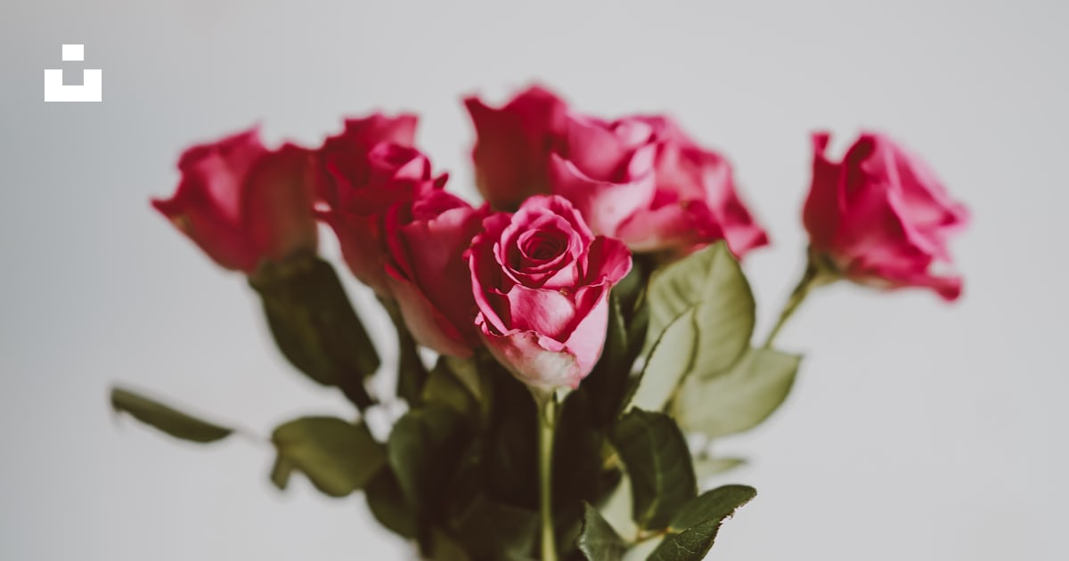 Pink roses in vase photo – Free Flower Image on Unsplash