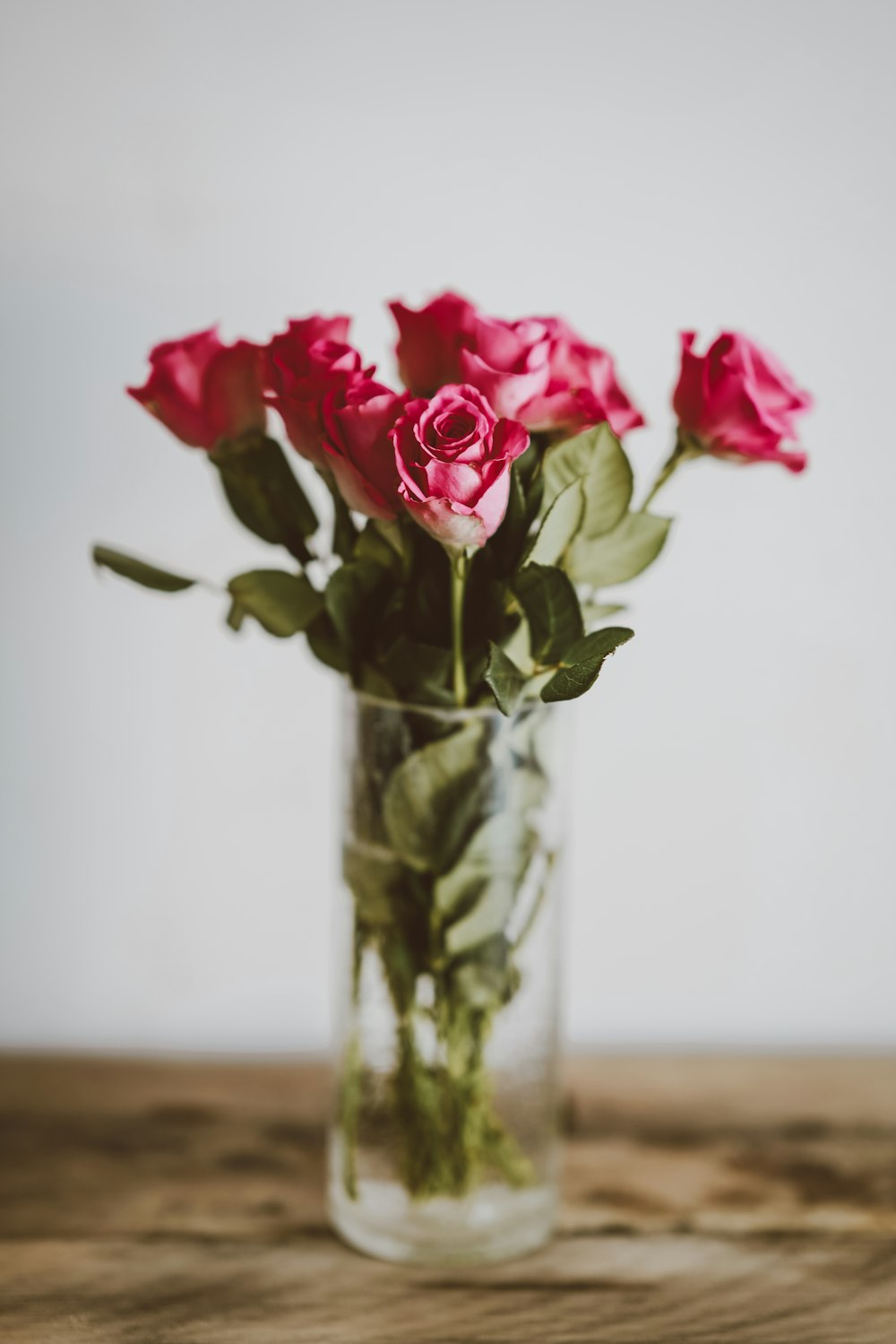 pink roses in vase