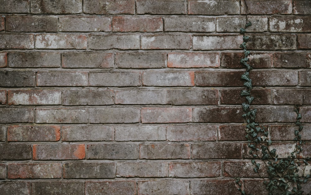 videira verde escalando uma parede de tijolos marrons