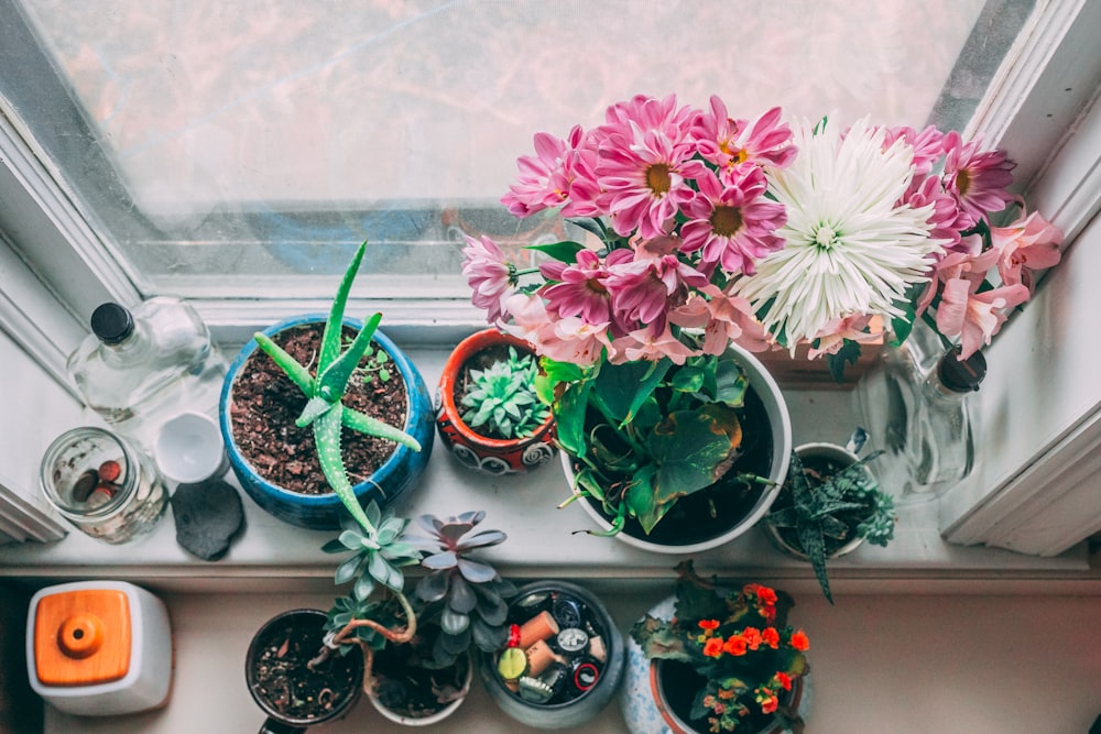 assorted-color petaled flowers near white wooden window