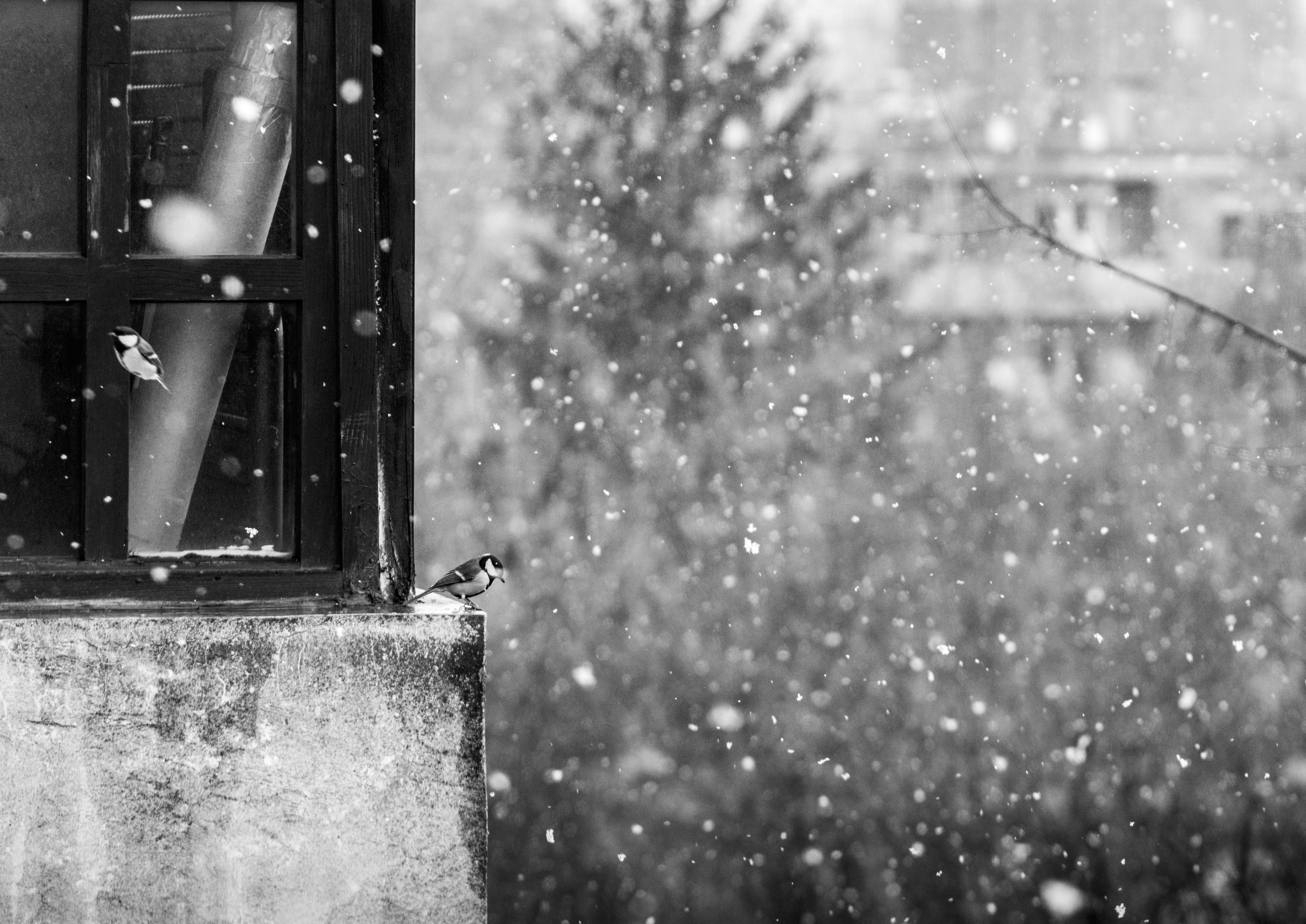 Grayscale photography of bird near window