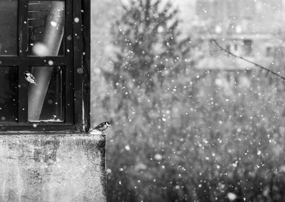 grayscale photography of bird near window