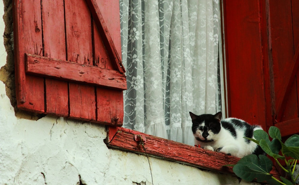 cat sitting on window