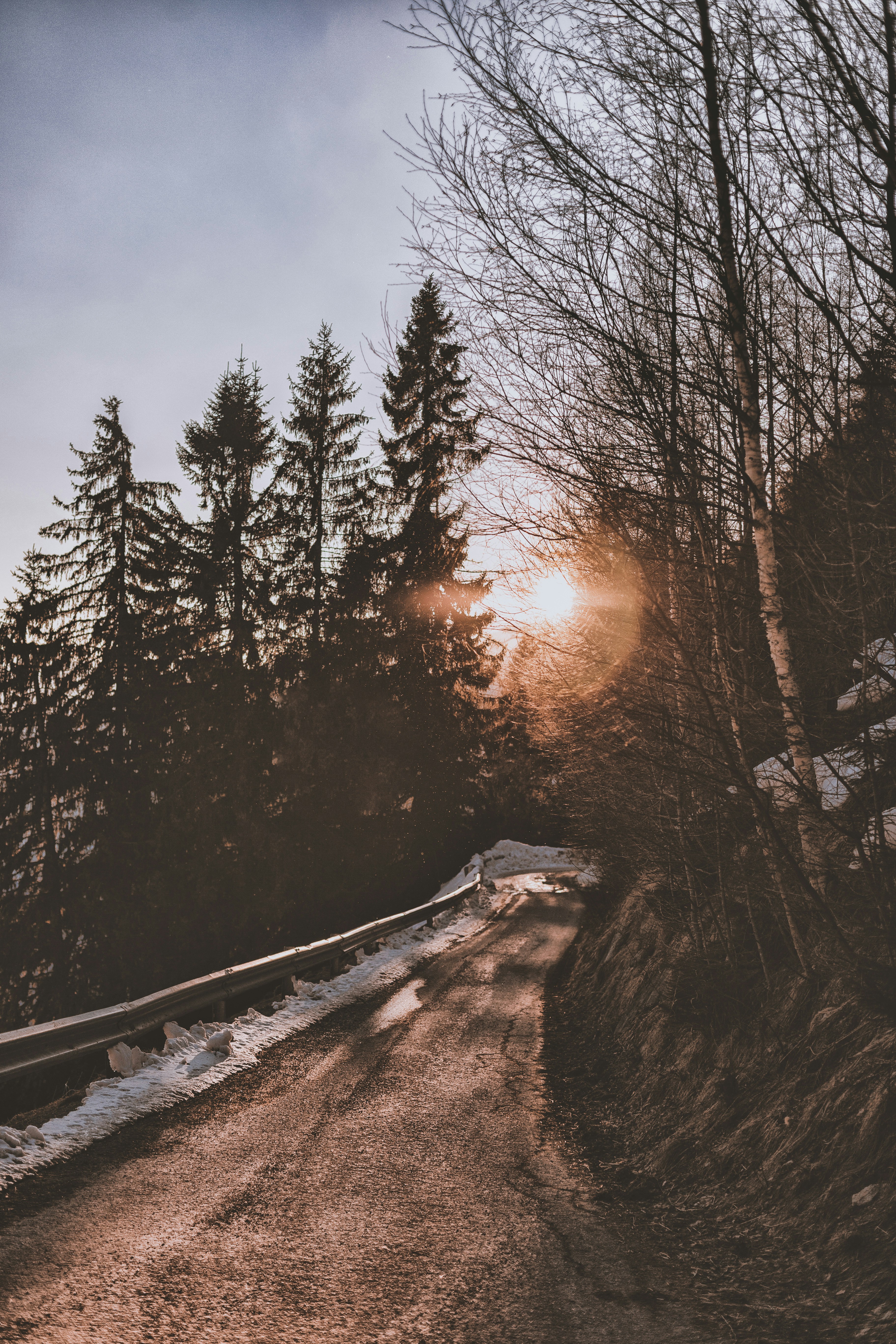 Bare trees beside pathway photo – Free Hiking path Image on Unsplash