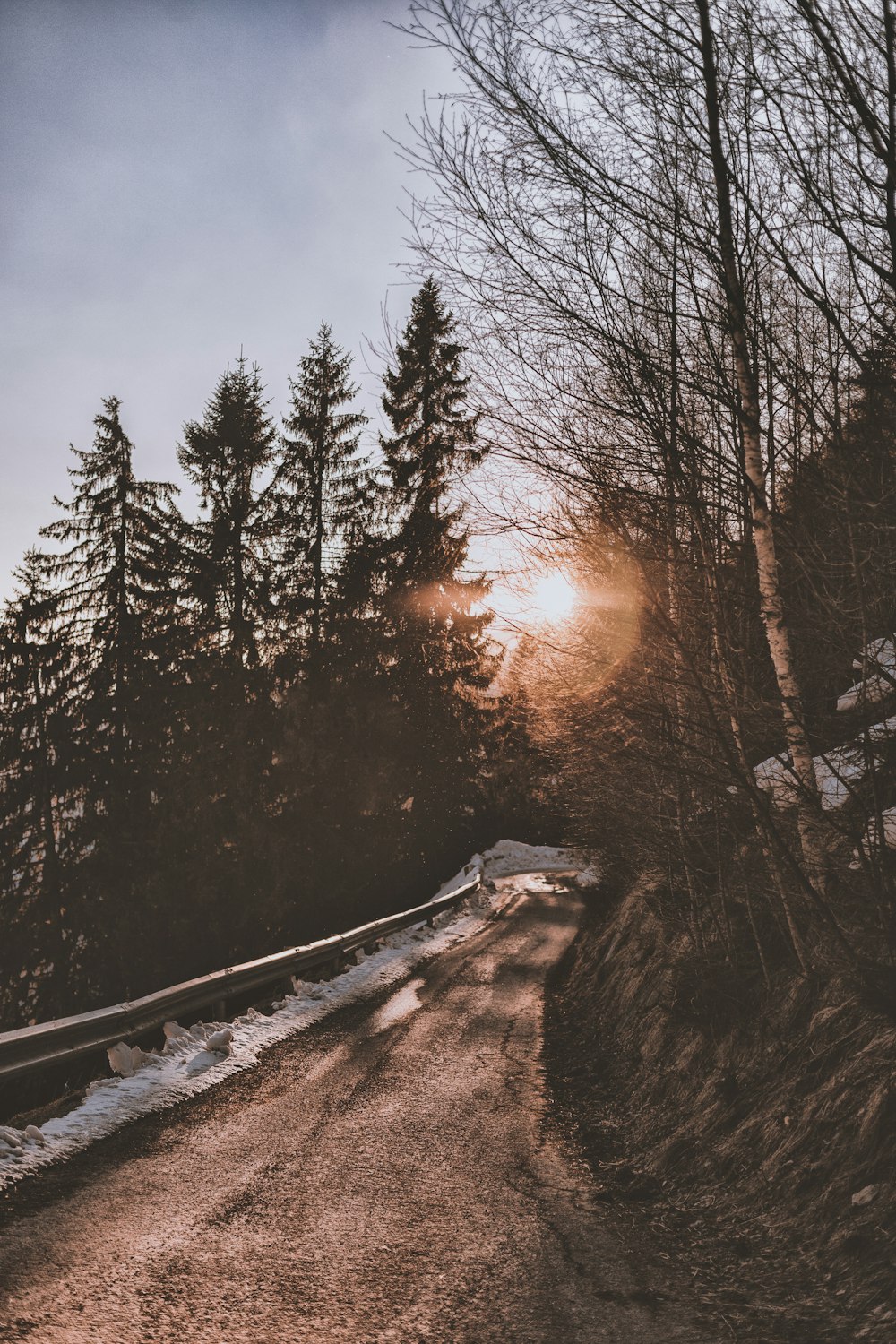 bare trees beside pathway