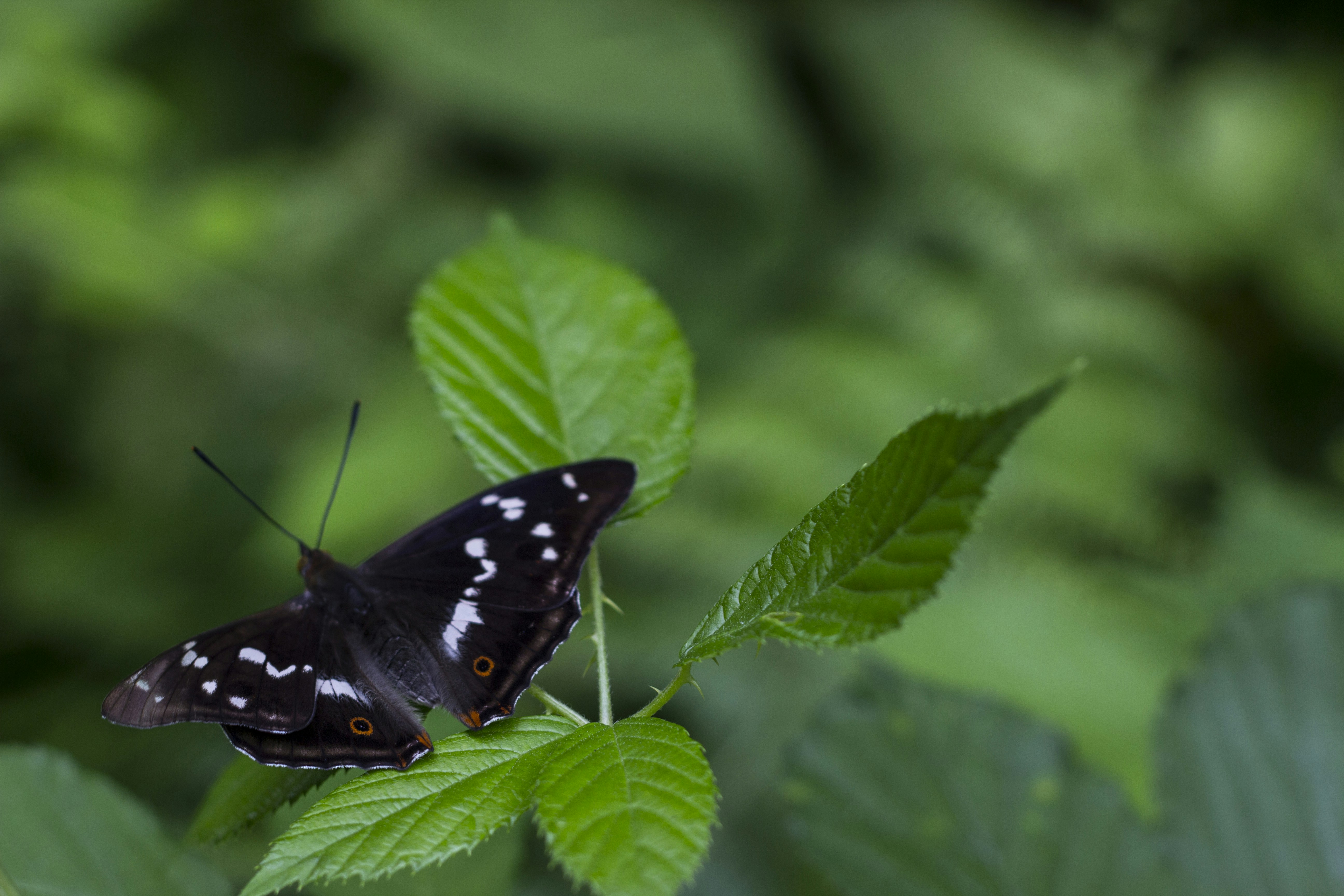 Photo by madhatterzone