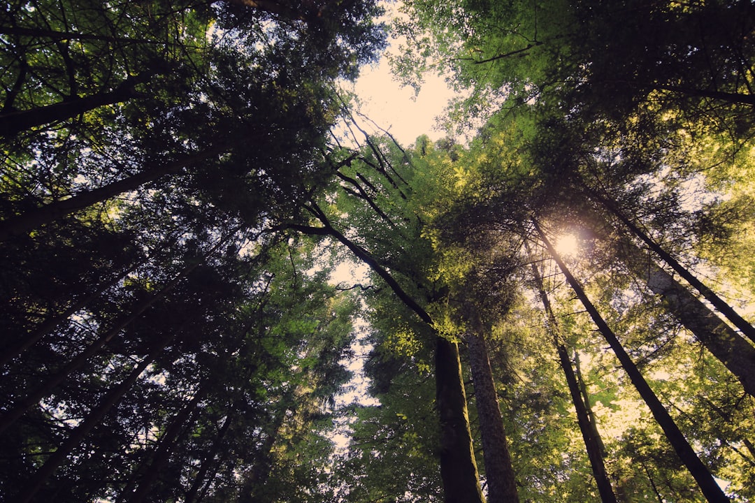 Forest photo spot Crni Lug Istria County