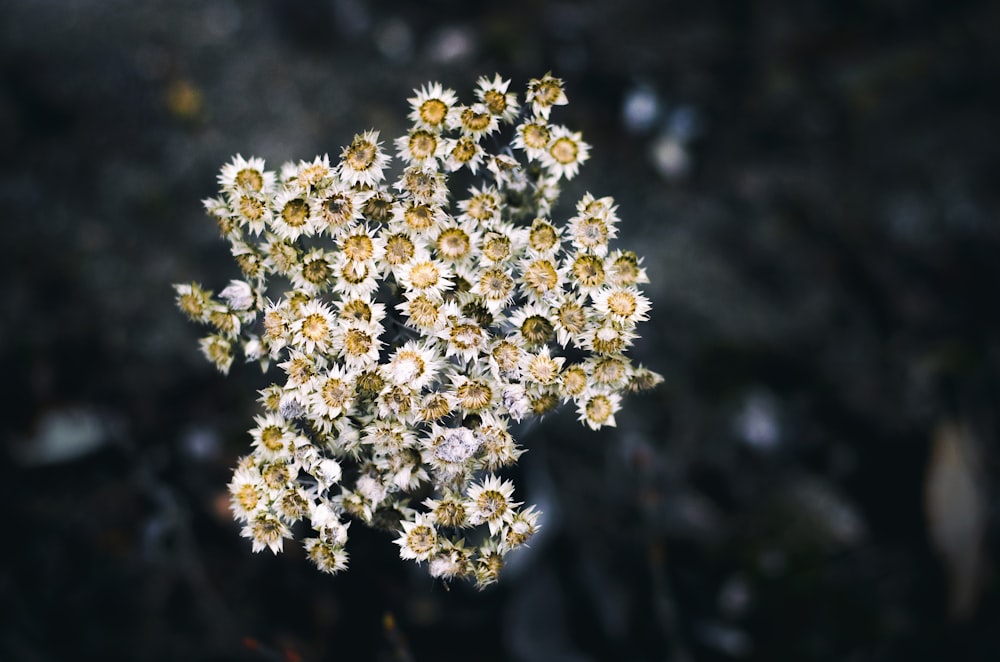 white and yellow petaled flower in selective focus photography