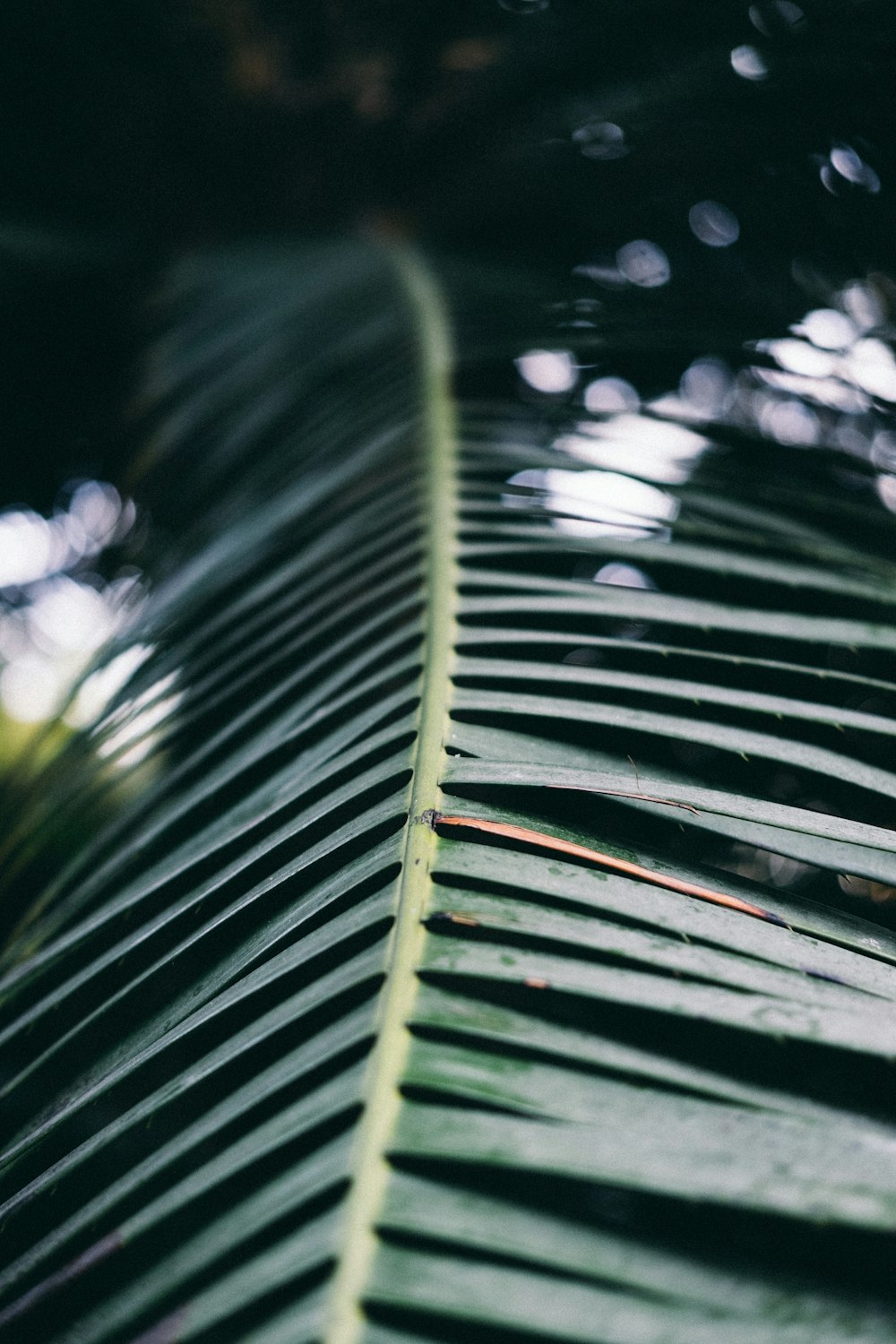 Fotografía de enfoque superficial de hoja verde