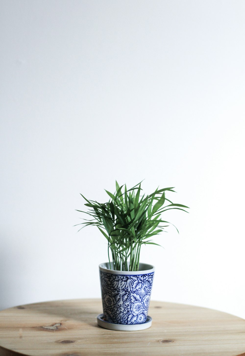 白と青の陶器の鉢に緑の植物