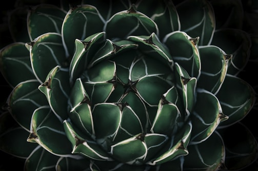 An intricate close-up of a succulent plant with robust, overlapping leaves arranged in a rosette pattern. The leaves display a deep green color with lighter edges, creating a striking visual contrast.