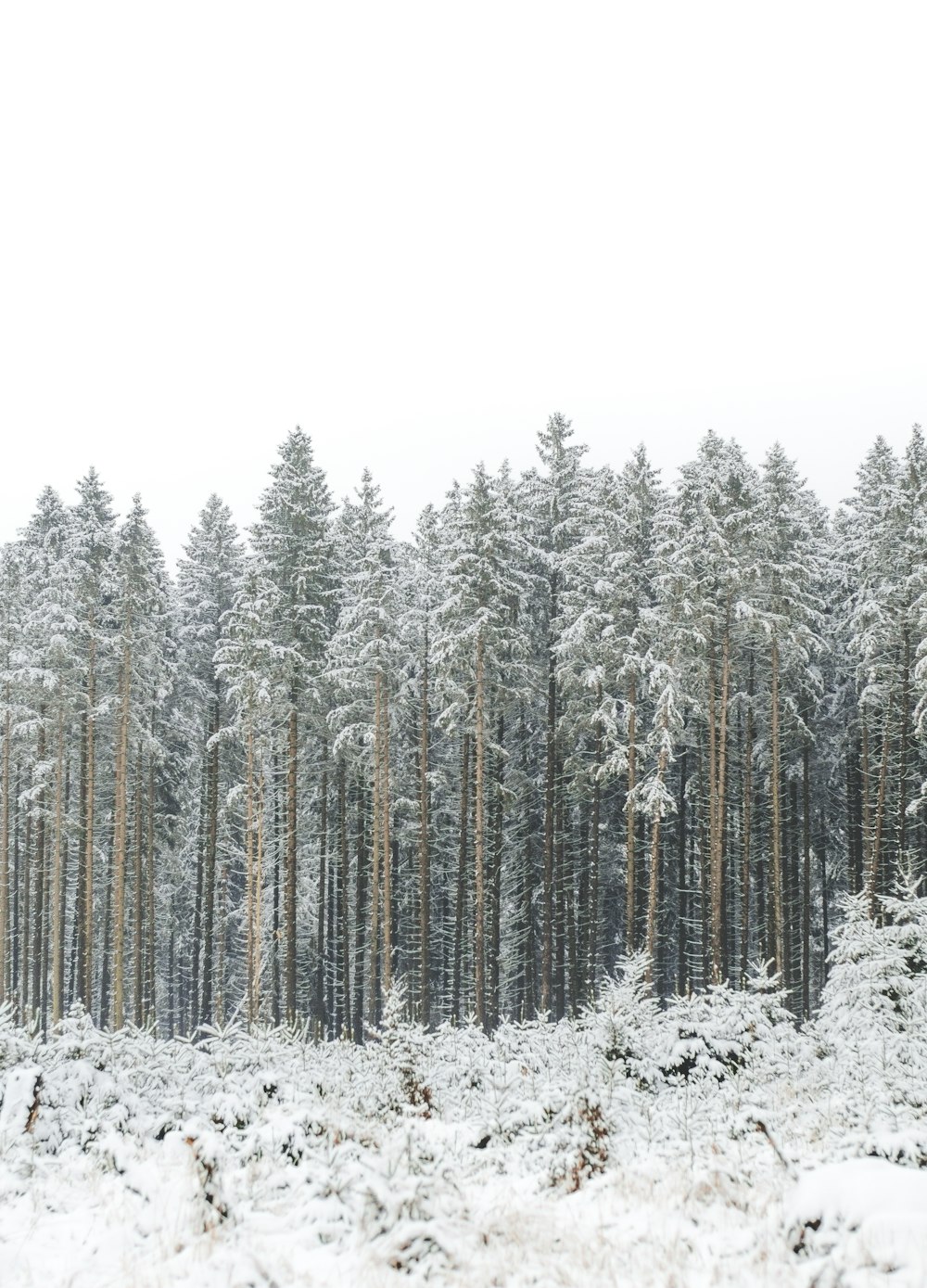 Wald mit Schnee bedeckt