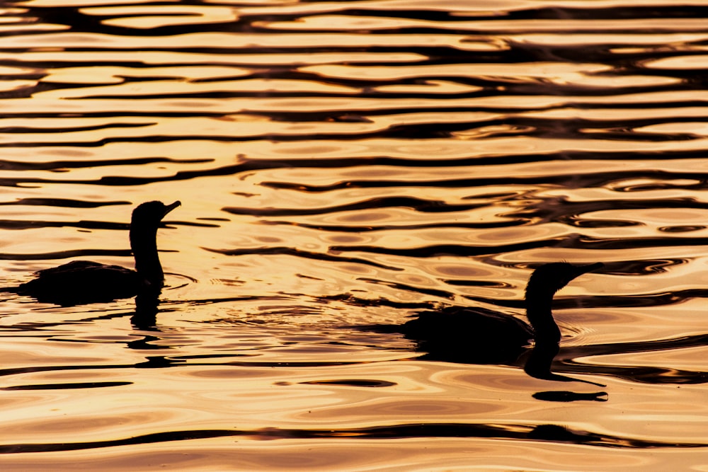 silhouette of ducks o body of water