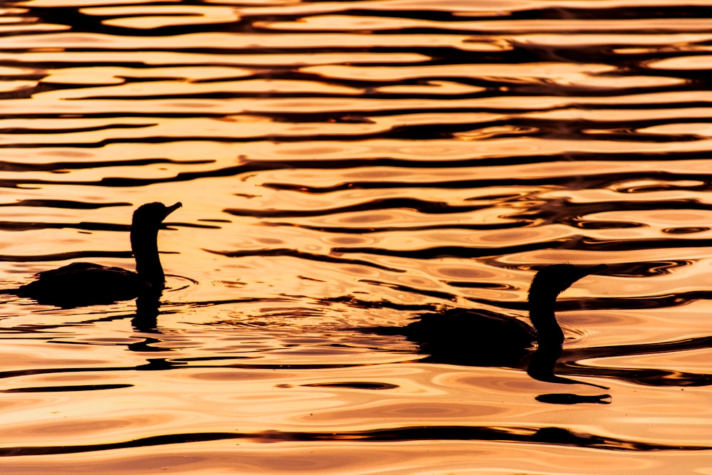 silhouette of ducks o body of water