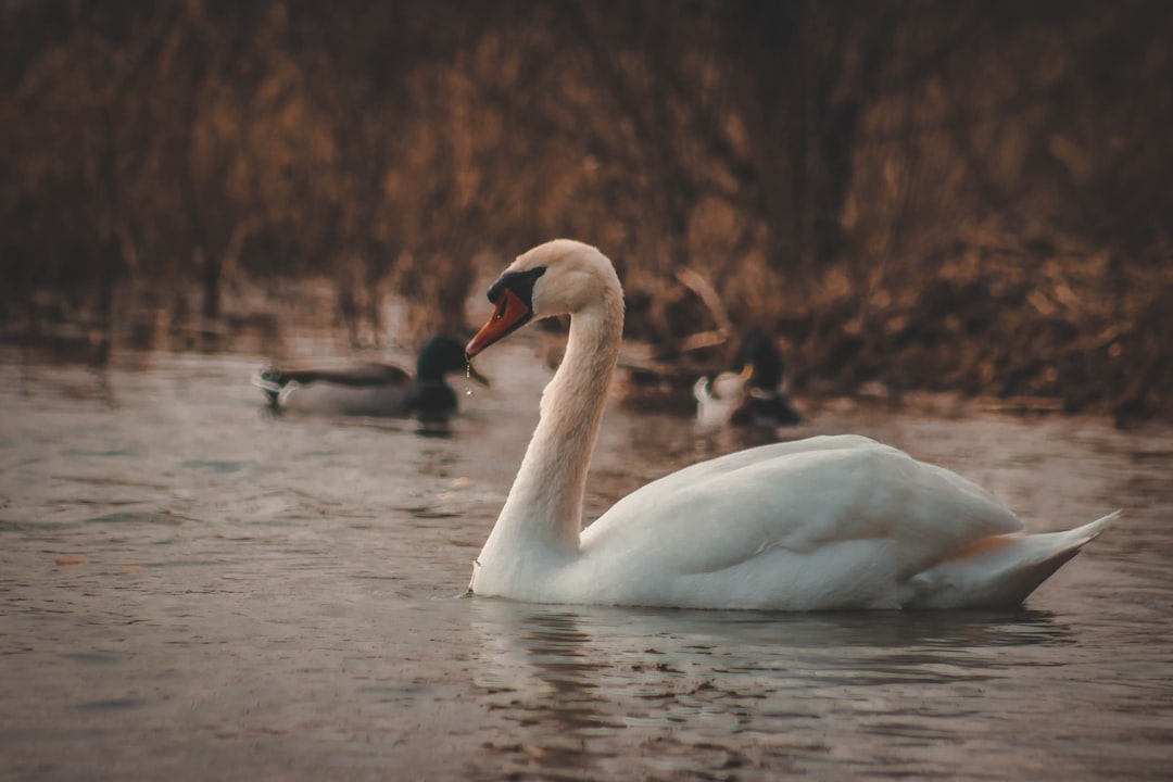 swan swimming on lake