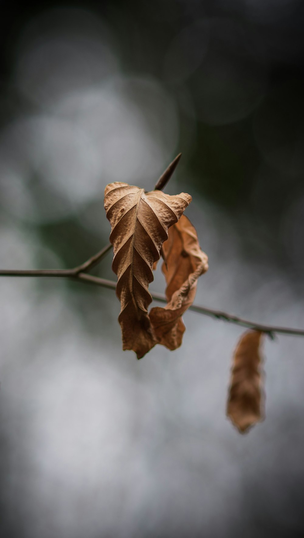 fotografia de closeup de folha seca