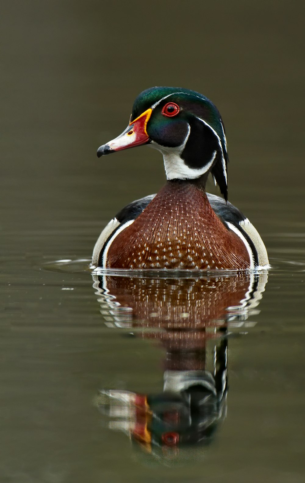 brown and red mallard duck on top of body of water