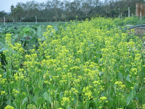 A vibrant field showcasing diverse plant life and healthy soil.