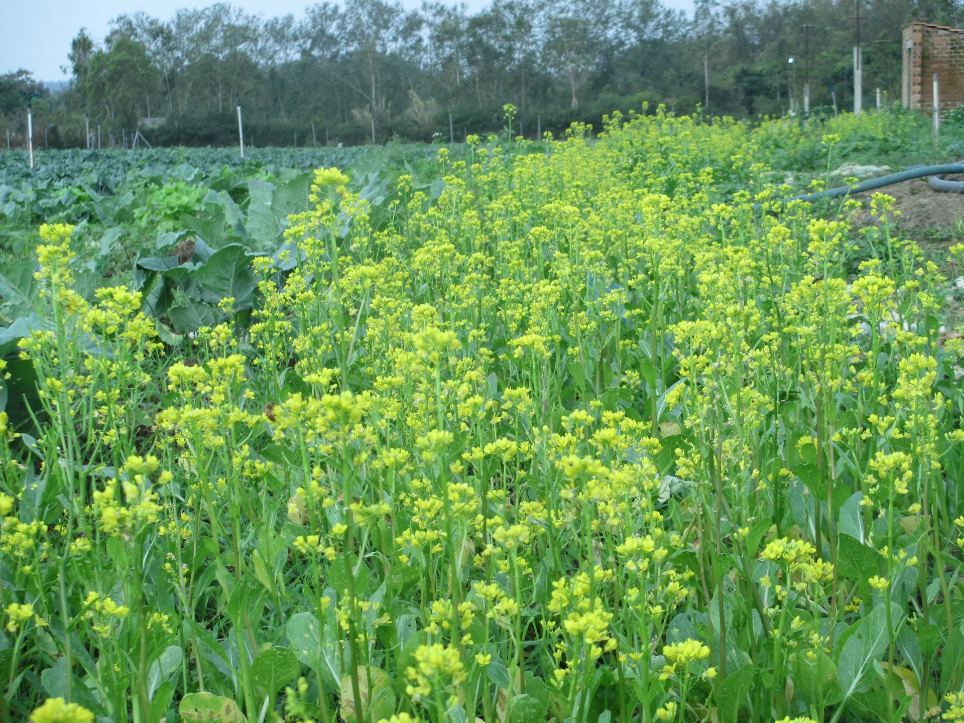 woman wearing yellow long-sleeved dress under white clouds and blue sky during daytime