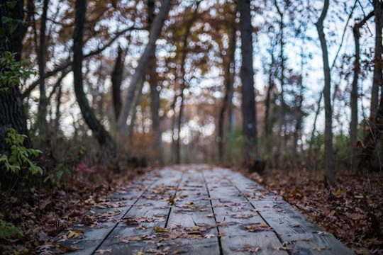 brown wooden pathway between trees during daytime in Starved Rock State Park United States