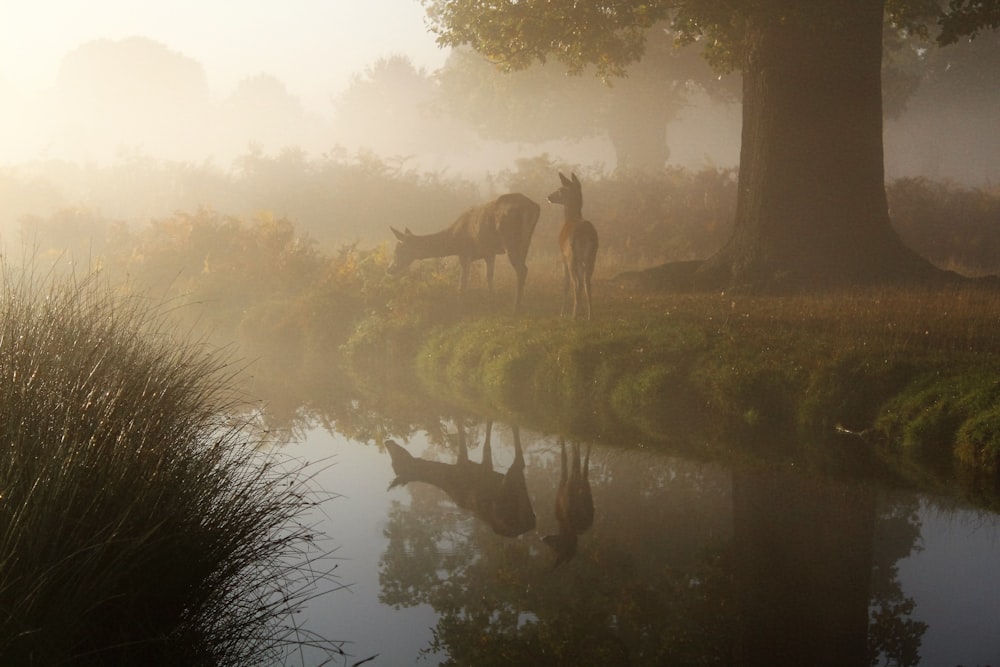 brown animal near body of water