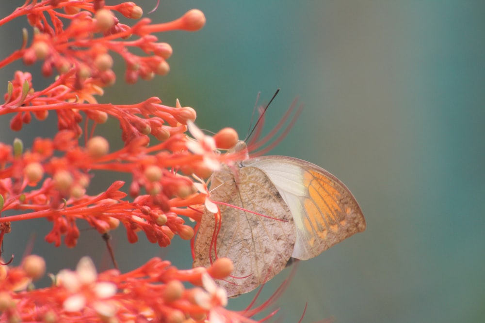 Nahaufnahme eines grauen und orangefarbenen Schmetterlings, der tagsüber auf einer rotblättrigen Blume sitzt