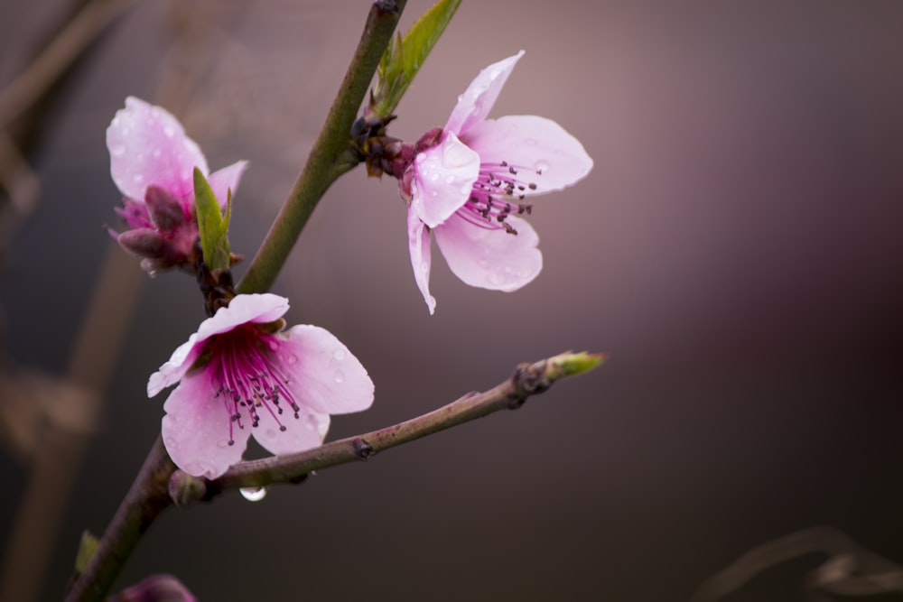 three pink flowers