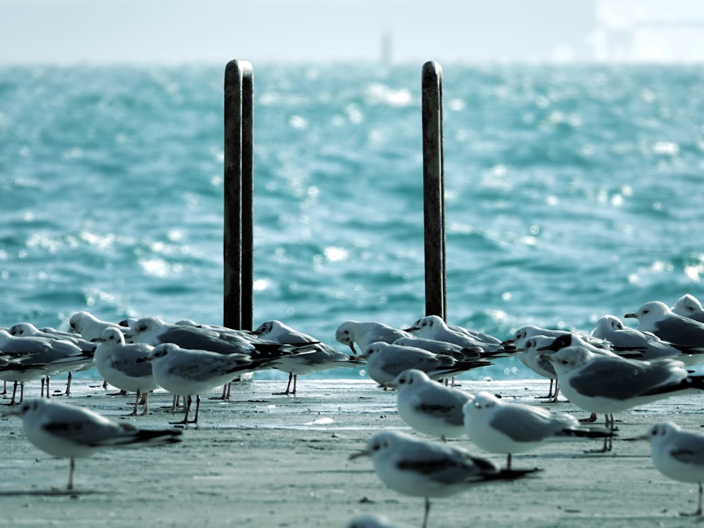 flock of white-and-gray seagull on seashore near beach during daytime