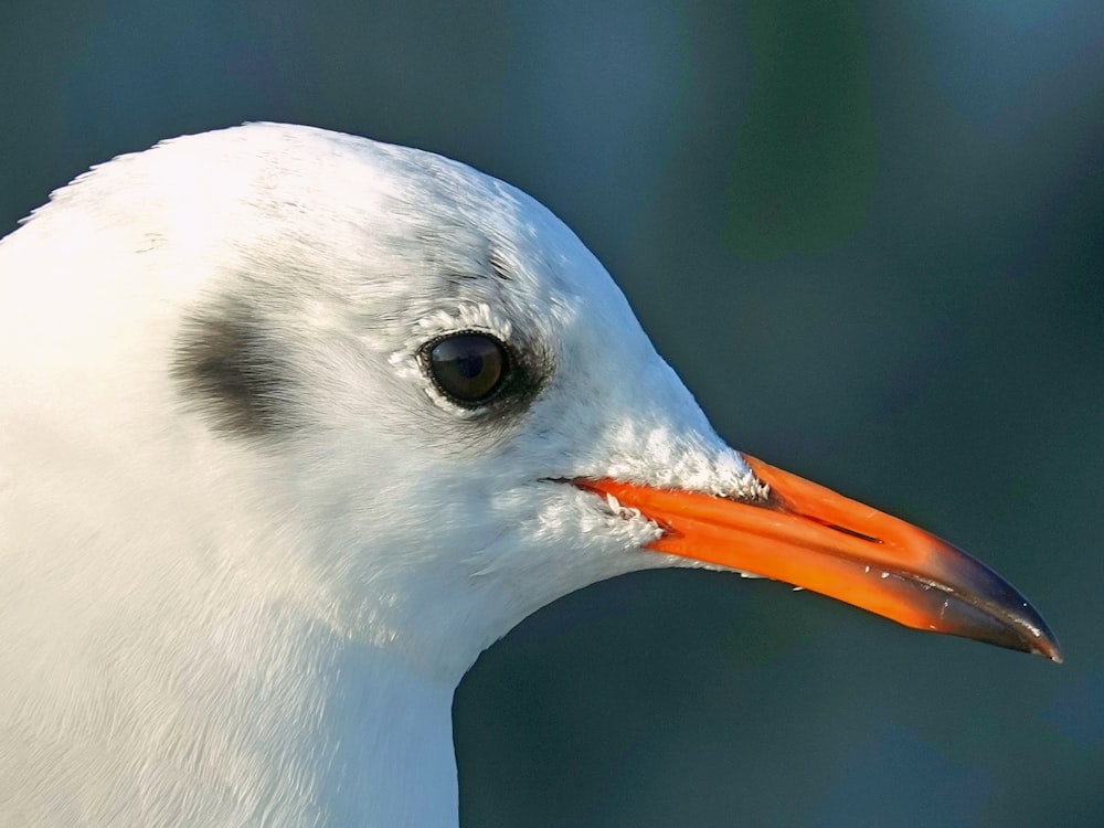 shallow focus photo of white bird