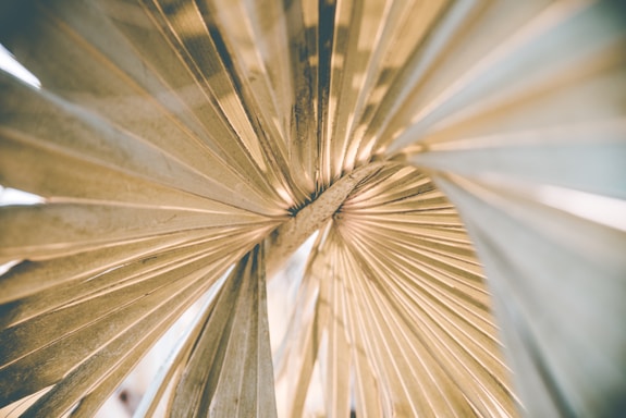closed up photography of leaf