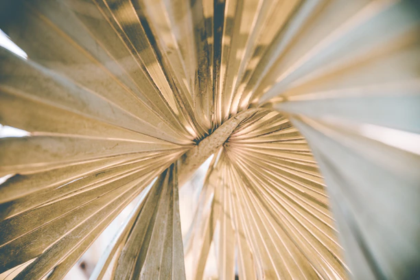 A close-up of traditional Kerala palm leaf manuscripts, hinting at ancient wisdom.