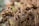 Dried hydrangea flowers with brown, wilted petals on thin stems, set against a blurred, natural background, suggesting the end of a blooming season.