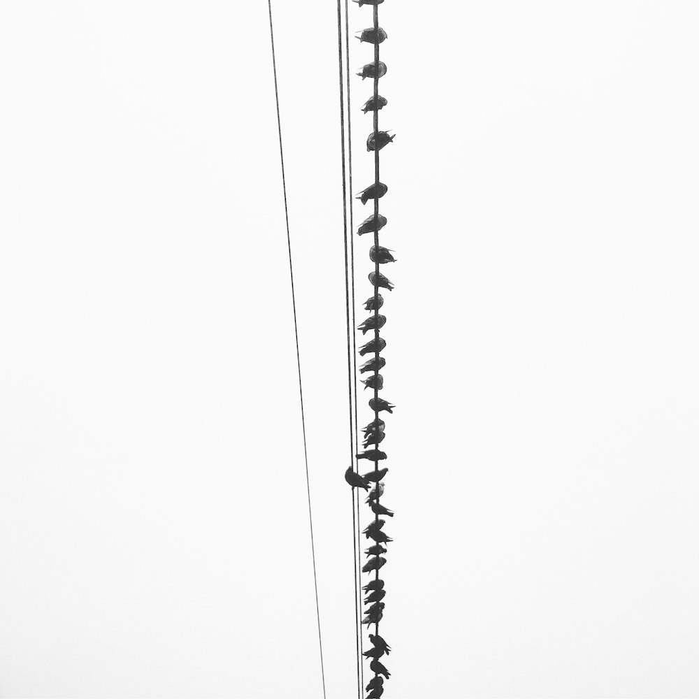 birds perching on utility wires