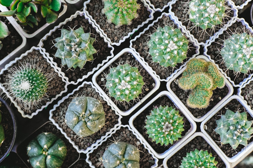 green cactus plants aerial photography