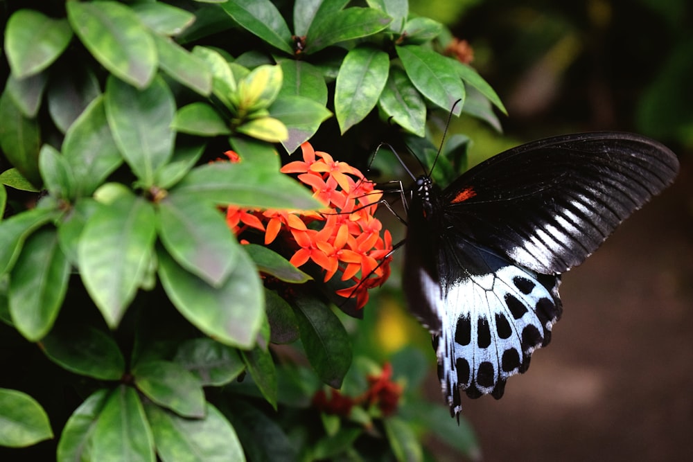 selective focus photo of white and black butterfly perched on red ixora flower