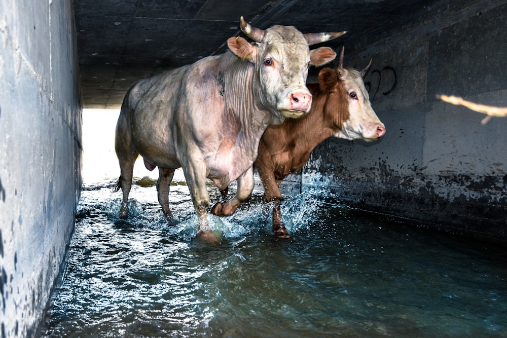 Due bovini marroni e bianchi che camminano sullo specchio d'acqua