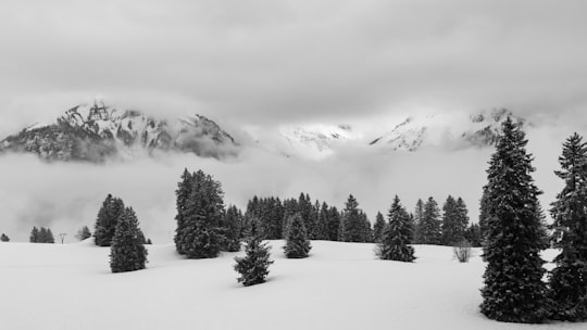 green pine trees on snow covered area in Braunwald Switzerland